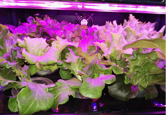 植物助生长LED灯方案